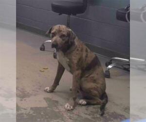 American Staffordshire Terrier-Unknown Mix Dogs for adoption in Tallahassee, FL, USA