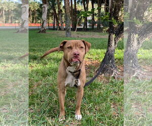 Labrador Retriever-Unknown Mix Dogs for adoption in Naples, FL, USA