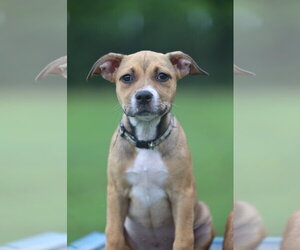 Mutt Dogs for adoption in Greenville, SC, USA