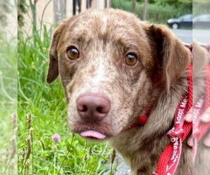 Australian Shepherd-Unknown Mix Dogs for adoption in Canton, CT, USA