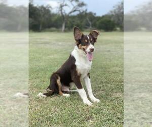 Border-Aussie Dogs for adoption in Austin, TX, USA