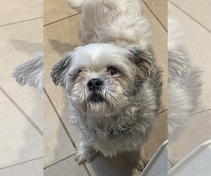 Shih Tzu Dogs for adoption in Phoenix , AZ, USA