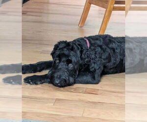 Bernedoodle Dogs for adoption in Aurora, IN, USA