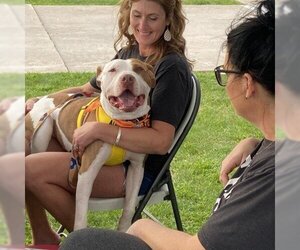 American Bulldog Dogs for adoption in Tipton, IN, USA