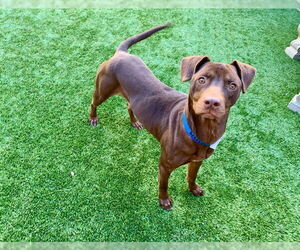 Labrador Retriever-Unknown Mix Dogs for adoption in Moreno Valley, CA, USA