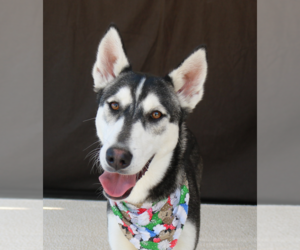 Medium Photo #2 Siberian Husky Puppy For Sale in Pasadena, CA, USA