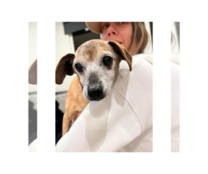 Chihuahua-Unknown Mix Dogs for adoption in Huntington Beach, CA, USA