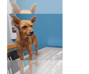 Mutt Dogs for adoption in New York, NY, USA