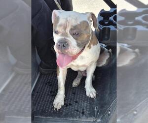American Bulldog-Unknown Mix Dogs for adoption in San Antonio, TX, USA