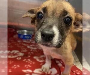 Chihuahua Dogs for adoption in Austin, TX, USA