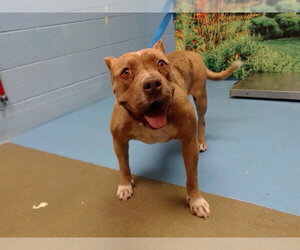 Mutt Dogs for adoption in Moreno Valley, CA, USA