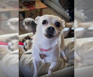Chihuahua Dogs for adoption in Oakley, CA, USA