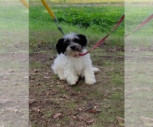 Havanese Dogs for adoption in HOPKINSVILLE/PRINCETON, KY, NH, USA