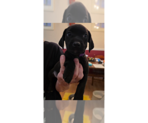 Doxle Dogs for adoption in Aurora, IN, USA