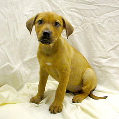 Labrottie Dogs for adoption in Fayetteville, TN, USA