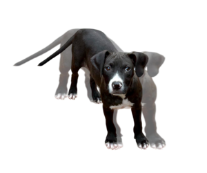 Bulldog-Unknown Mix Dogs for adoption in Wetumpka, AL, USA