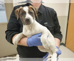 Mutt Dogs for adoption in Oroville, CA, USA
