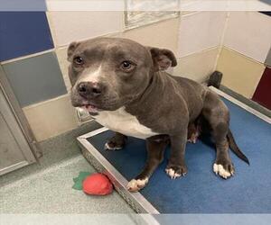 American Pit Bull Terrier Dogs for adoption in Plano, TX, USA