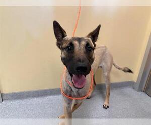 Mutt Dogs for adoption in Orange, CA, USA