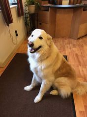 Golden Pyrenees Dogs for adoption in Knoxville, TN, USA
