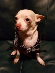 Small Chihuahua