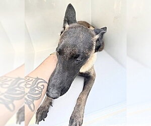 Mutt Dogs for adoption in Houston, TX, USA