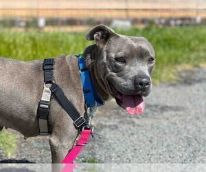 American Pit Bull Terrier Dogs for adoption in Berkeley , CA, USA