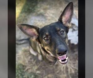 German Shepherd Dog-Unknown Mix Dogs for adoption in Conroe, TX, USA