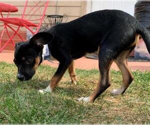 Italian Greyhuahua Dogs for adoption in Aurora, CO, USA