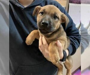 Chow Chow-Unknown Mix Dogs for adoption in Tulsa, OK, USA