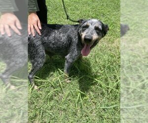 Australian Cattle Dog Dogs for adoption in Corpus Christi, TX, USA