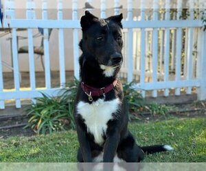 Border Collie-Unknown Mix Dogs for adoption in San Clemente, CA, USA