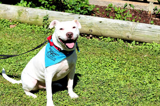 American Bulldog-Staffordshire Bull Terrier Mix Dogs for adoption in Millington, TN, USA