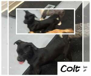 Pekingese-Unknown Mix Dogs for adoption in Westwood, NJ, USA