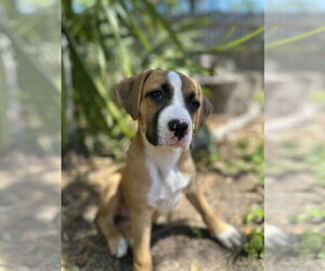 Boxer Dogs for adoption in The Woodlands, TX, USA
