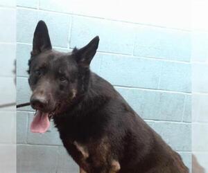 German Shepherd Dog Dogs for adoption in Downey, CA, USA