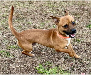 Chihuahua-Unknown Mix Dogs for adoption in Springfield, MA, USA
