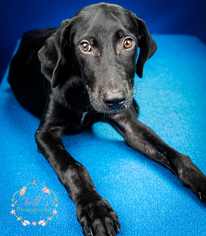 Shepradors Dogs for adoption in Tupelo, MS, USA