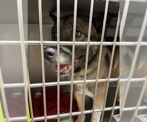 Akita Dogs for adoption in Waco, TX, USA