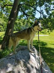 Siberian Husky Dogs for adoption in Putnam Valley, NY, USA