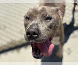 American Pit Bull Terrier Dogs for adoption in Tulsa, OK, USA