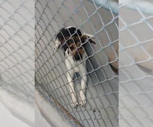 American Foxhound Dogs for adoption in Iroquois, IL, USA