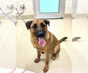 German Shepherd Dog-Unknown Mix Dogs for adoption in Grand Prairie, TX, USA