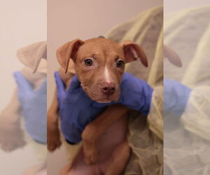 Mutt Dogs for adoption in Philadelphia, PA, USA