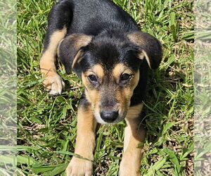 German Shepherd Dog-Unknown Mix Dogs for adoption in Royal Palm Beach, FL, USA