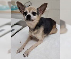 Chihuahua Dogs for adoption in Middlesex, NC, USA