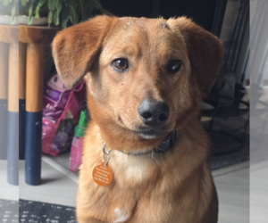 Mutt Dogs for adoption in Bellevue, WA, USA