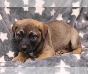 Mutt Dogs for adoption in Thief River Falls, MN, USA