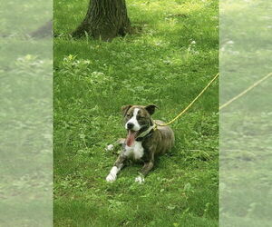 American Pit Bull Terrier-Labrador Retriever Mix Dogs for adoption in Ridgefield, CT, USA