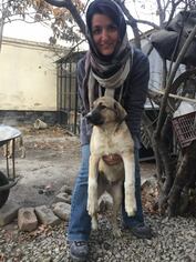 Collie-Labrador Retriever Mix Dogs for adoption in Peoria, IL, USA